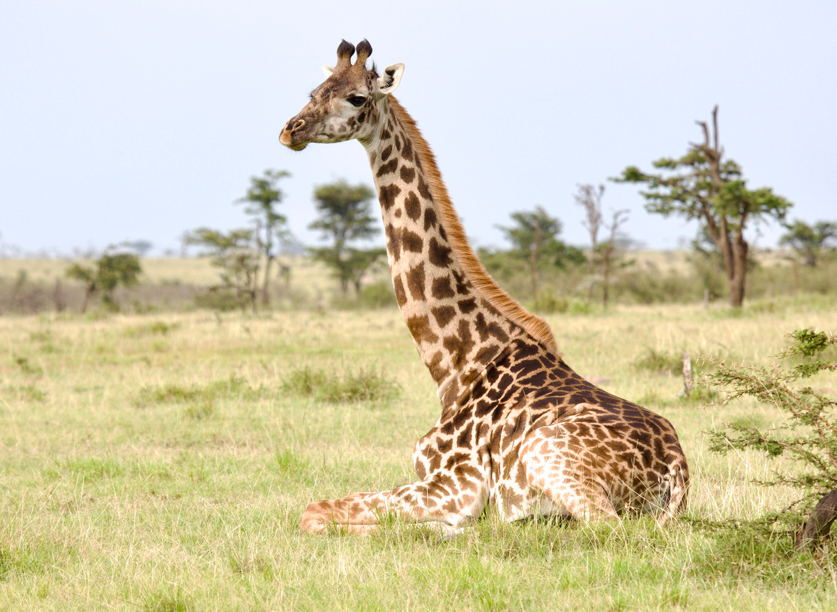 Resting Giraffe in Naibosho