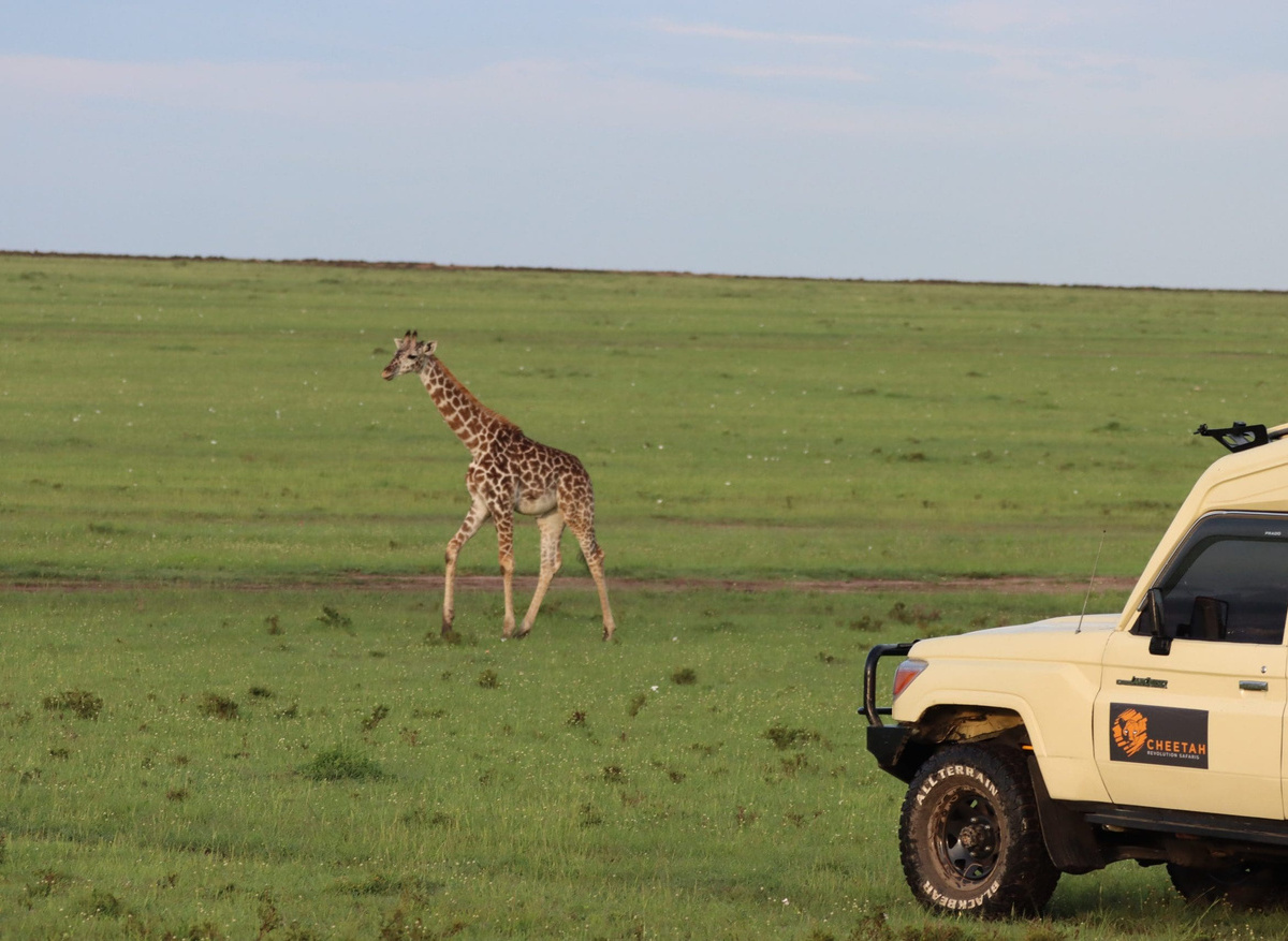 how-to-plan-the-best-african-safari-on-a-budget-in-2023-cheetah-safaris-10-scaled.jpg