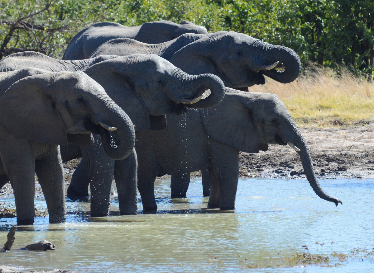 CampHwange_game_viewing_01