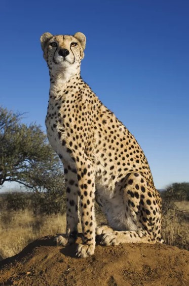 Cheetah Conservation.jpg