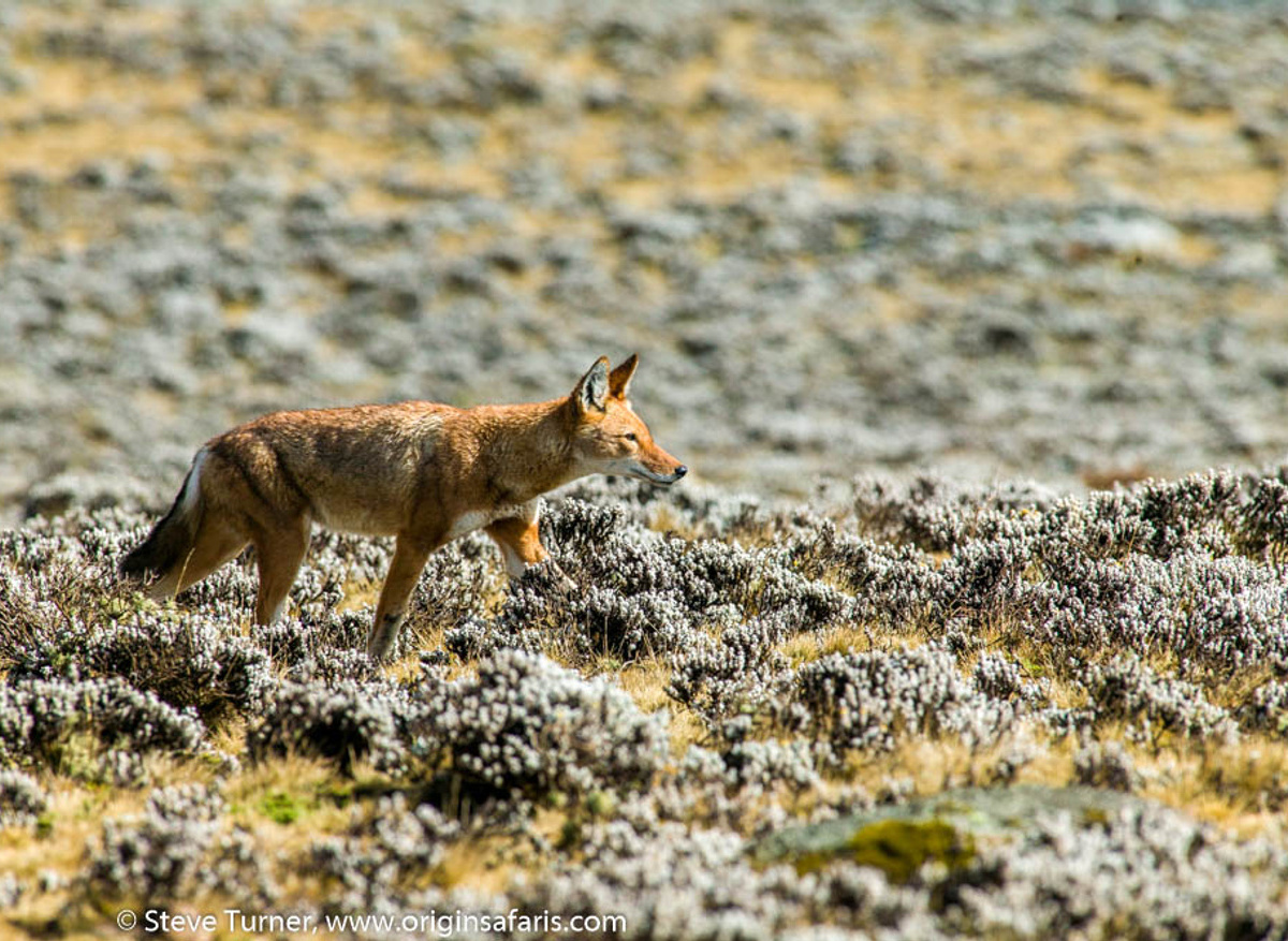 Ethiopian Wolf in the Bale Mountains