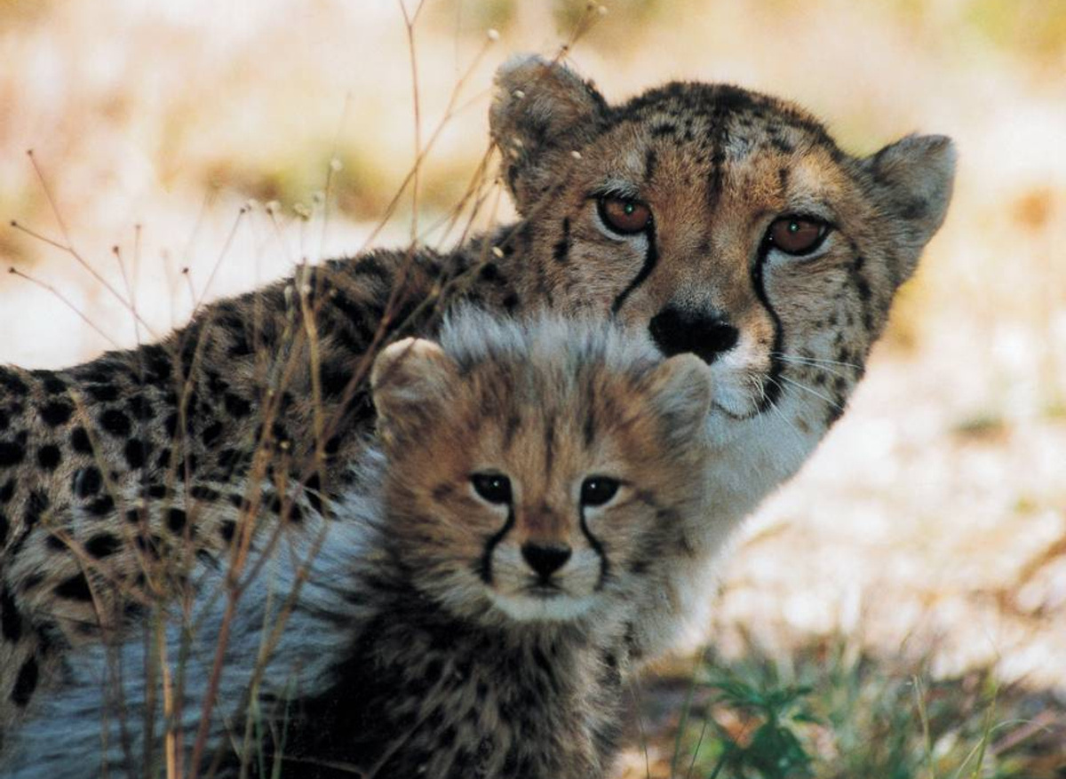 Cheetah and Cub