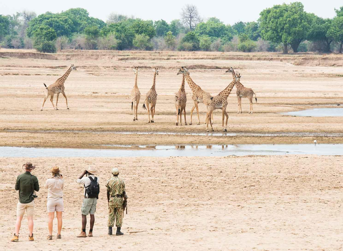 Shenton Safaris Walking Safari