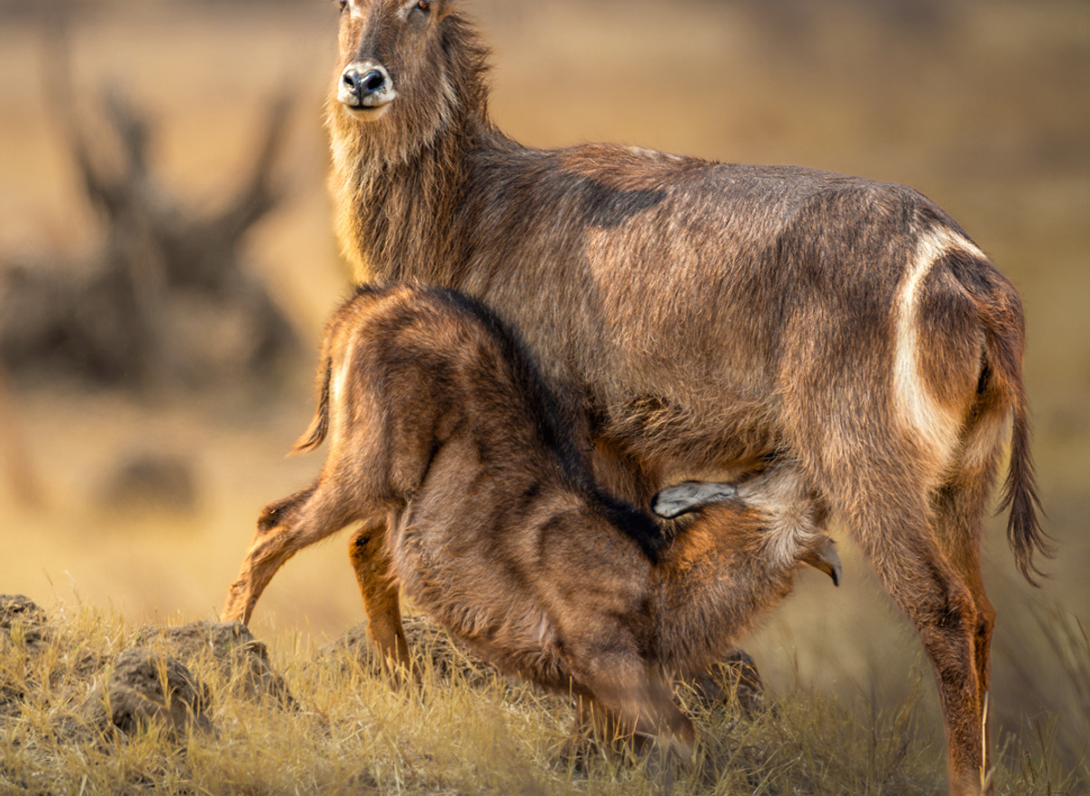 Waterbuck - Masuma Dam, Hwange, Zimbabwe