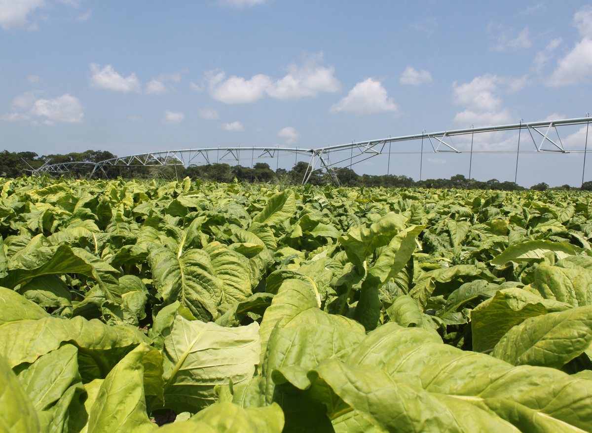 Tobacco Farm - Agriculture in Zambia