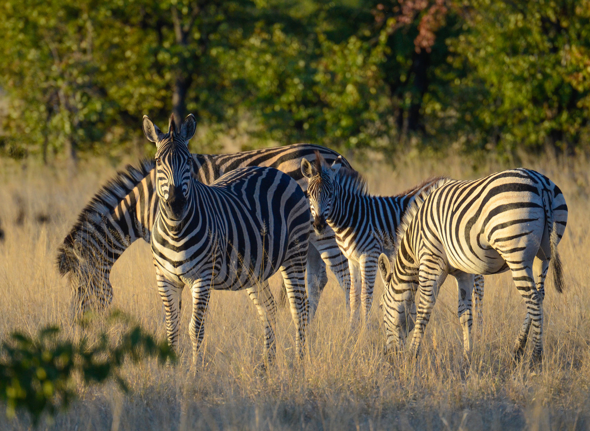 CampHwange_game_viewing_02