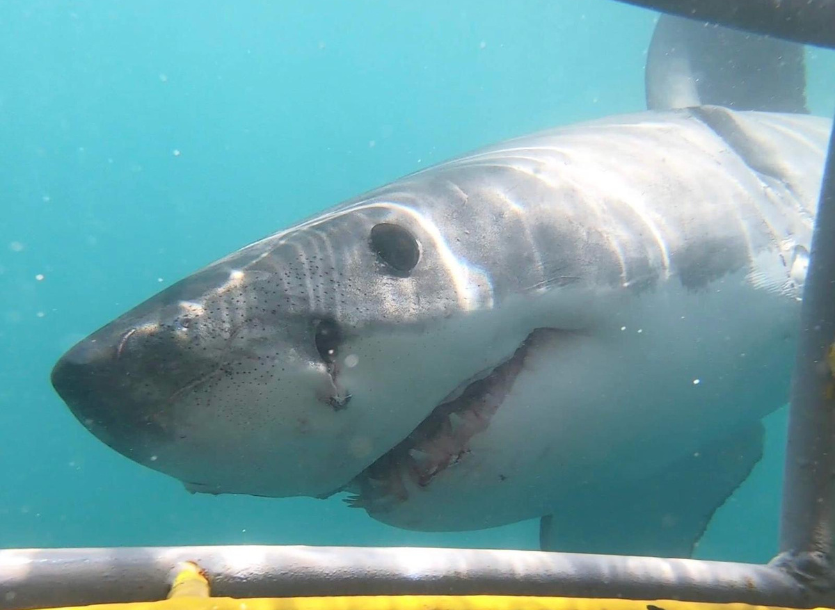 Great White Shark