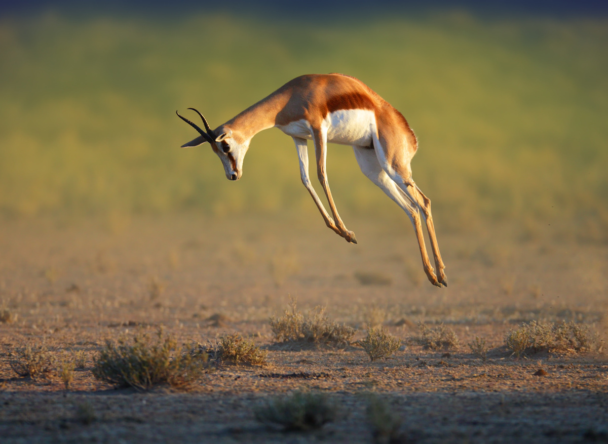 Springbok