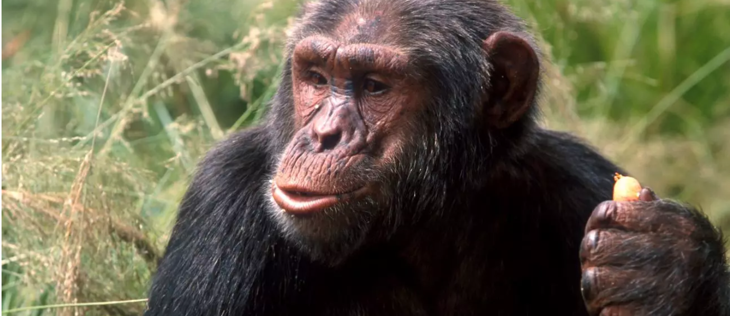 Chimps.png