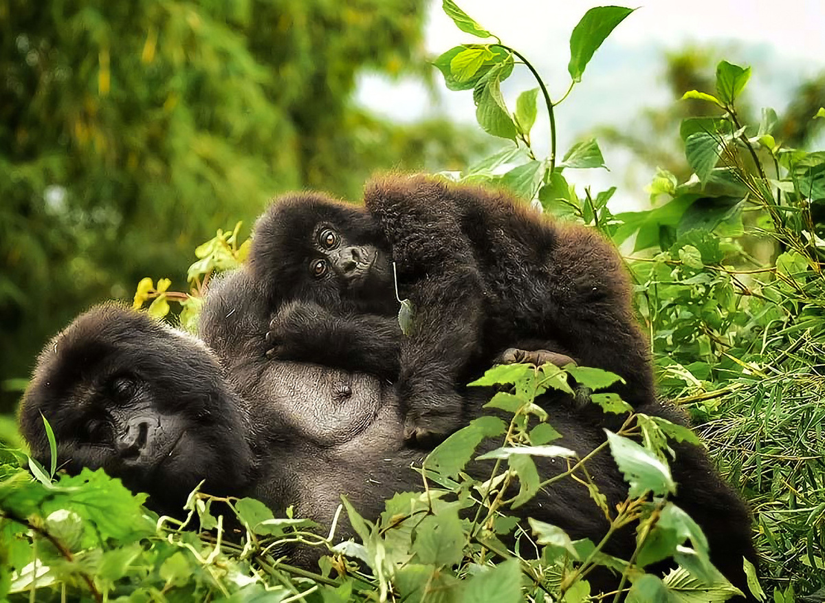 Gorilla mom and her baby