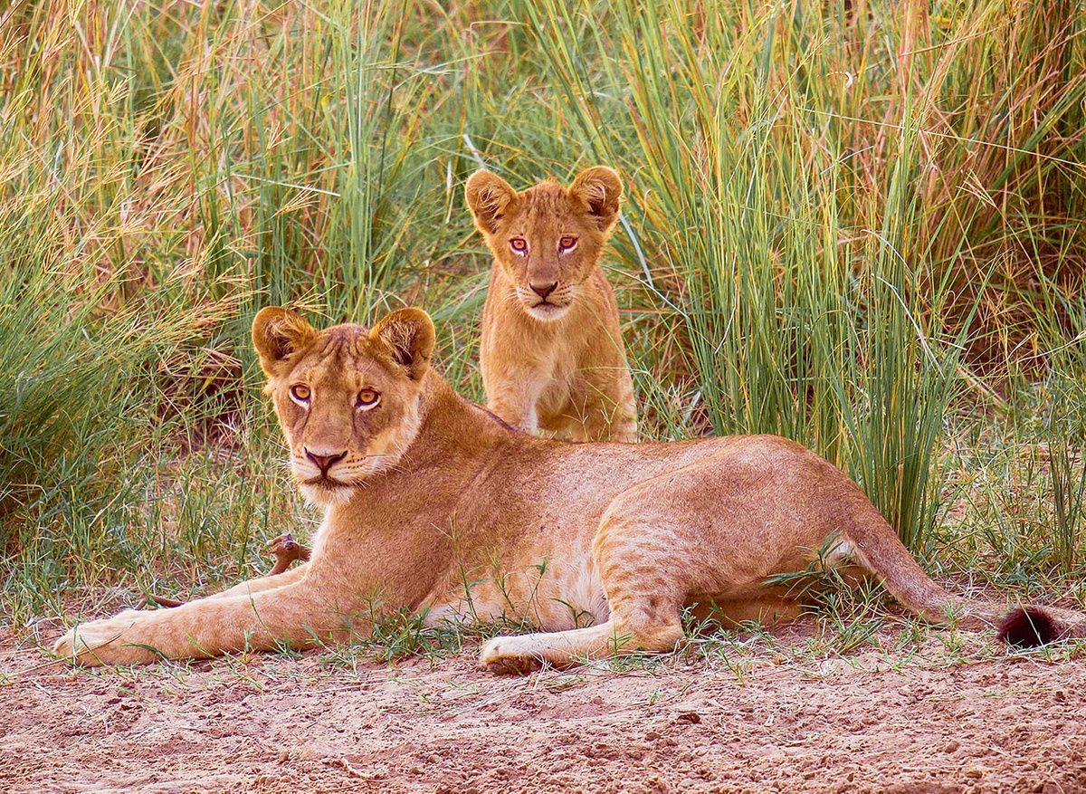 Lioness and her cub