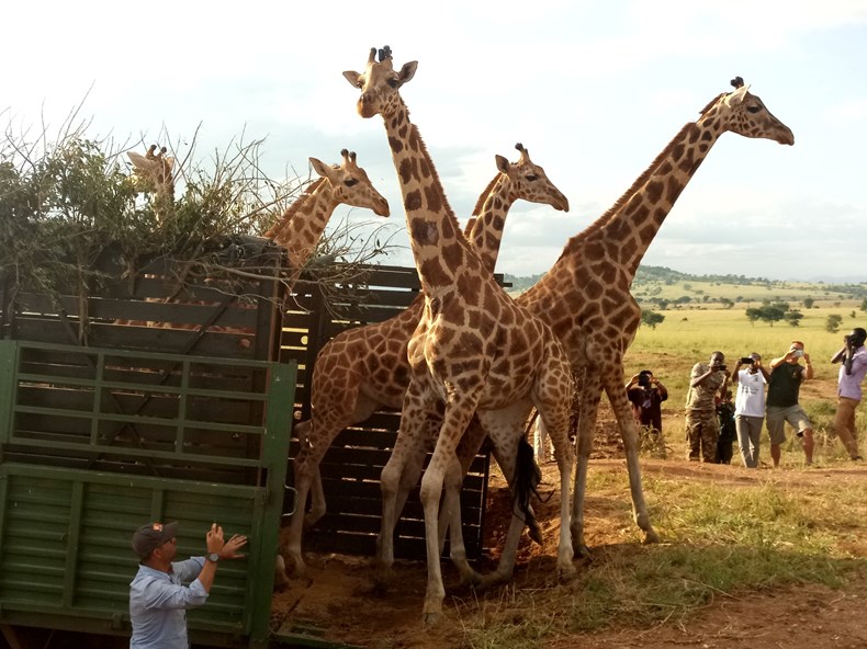 Giraffes 2 Uganda Kidepo.jpg
