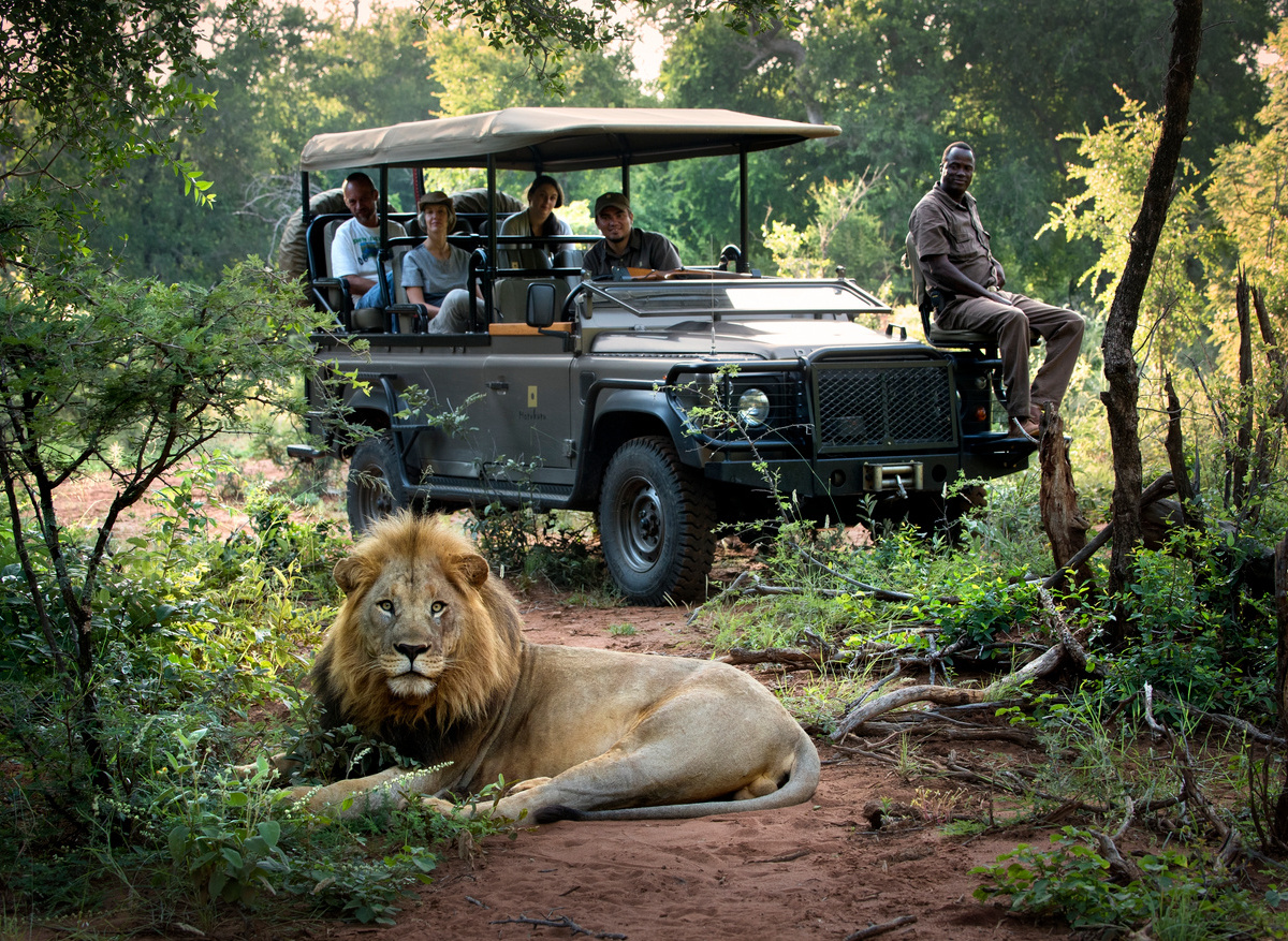 Morukuru Family Madikwe - Male lion sighting.JPG