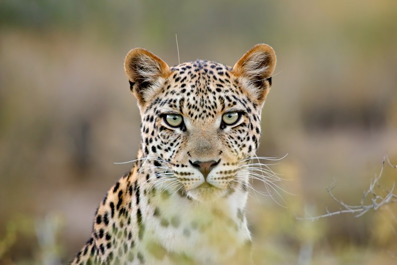 bigstock-Portrait-of-a-leopard-Panther-53268823.jpg