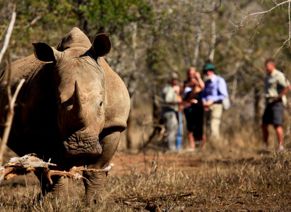 Rhino tracking, Hlane Royal National Park, Swaziland (1).jpg