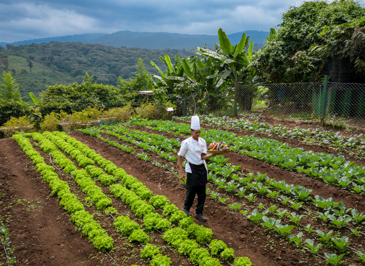 organic farm at Neptune Ngorongoro.jpeg