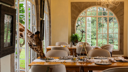 Giraffe+Manor+2025-8969+%283%29.jpg
