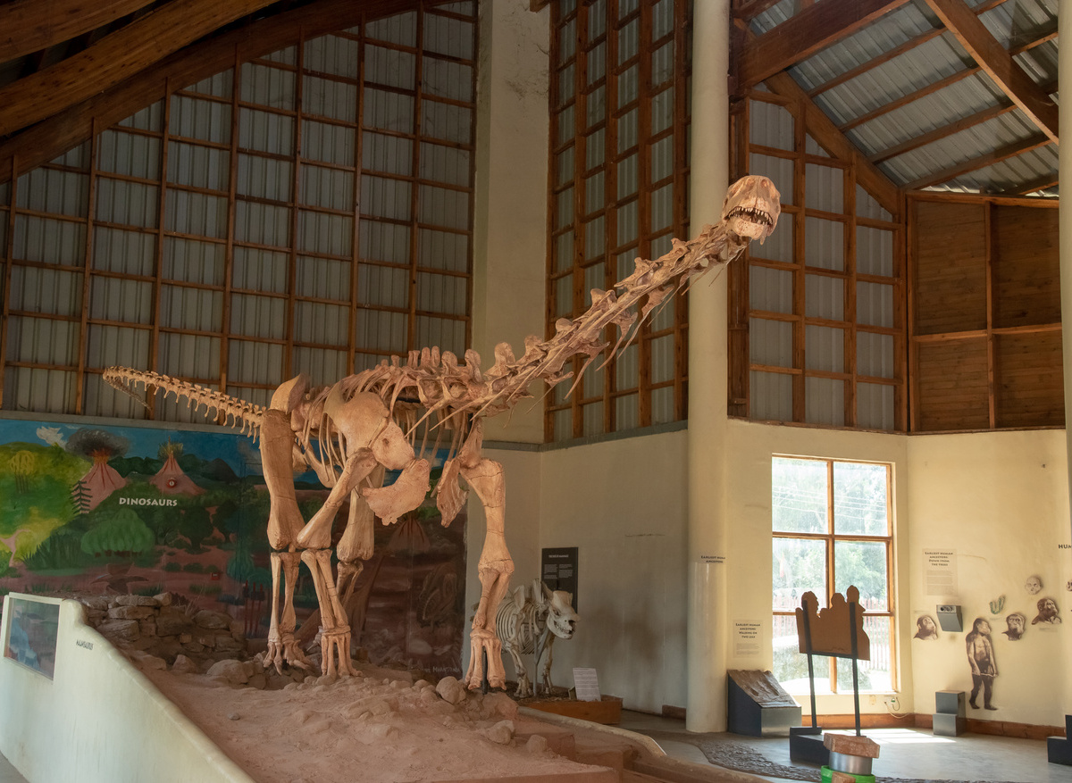 Malawisaurus, Karonga Museum