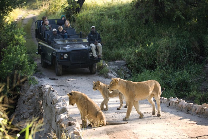 538B-lions-kruger-national-park-south-africa.jpg