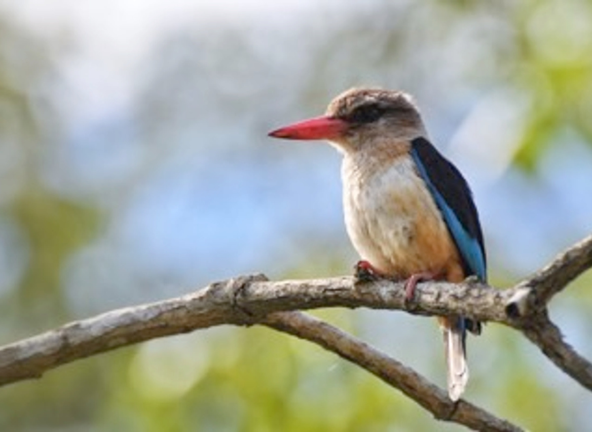 WOODLAND KINGFISHER 350.jpeg