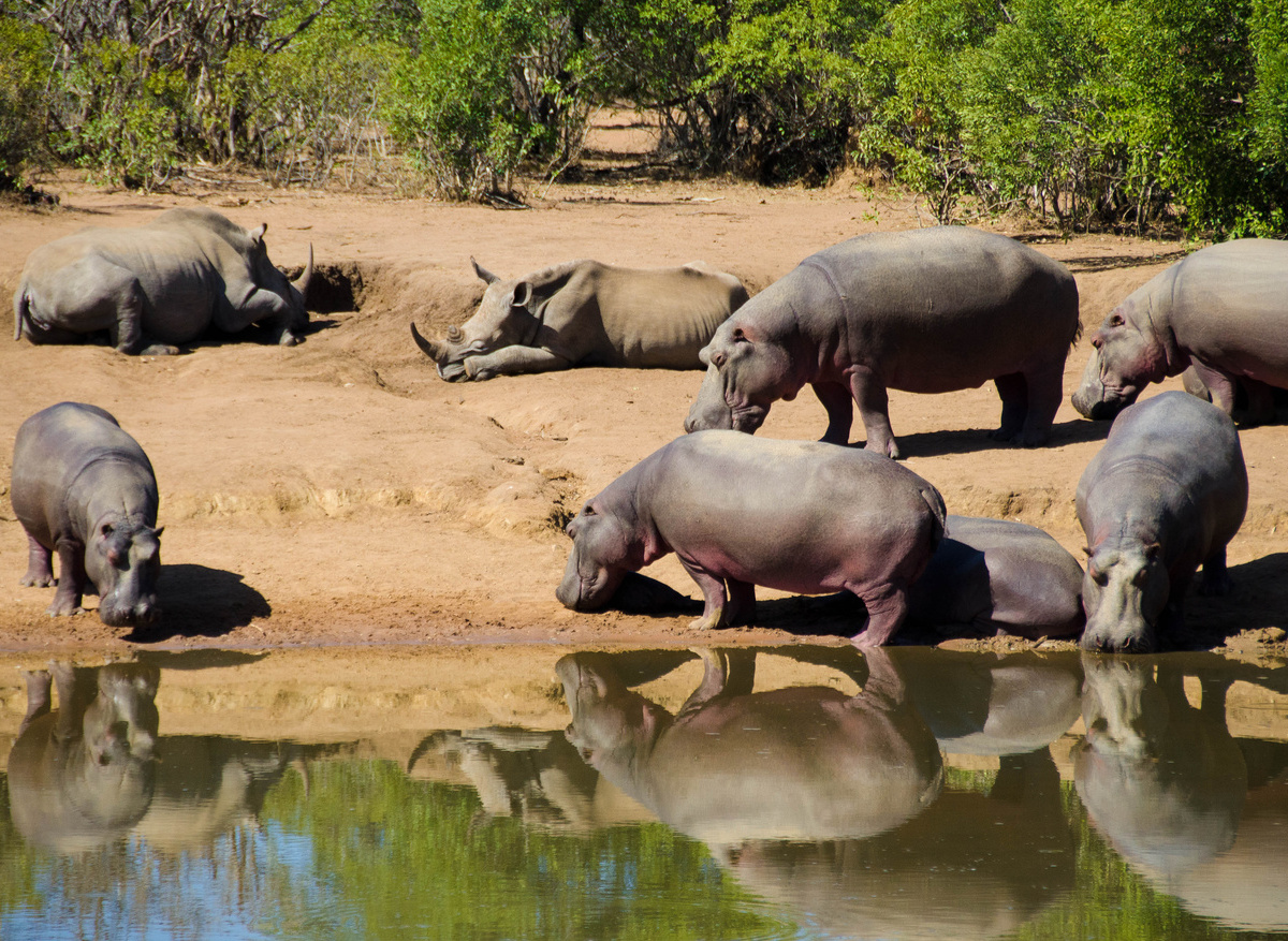 Wildlife SWZ Hippo 1 (GUT).jpg