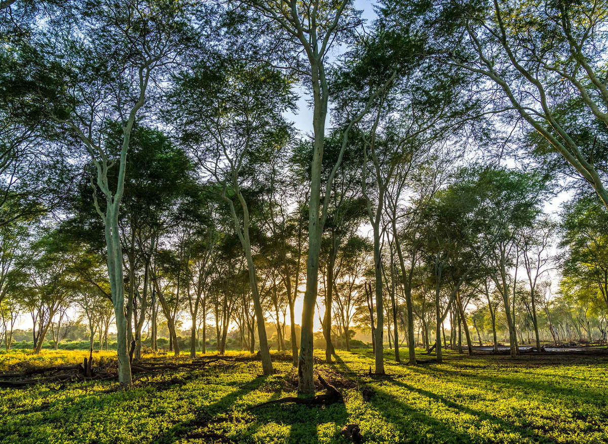 RETURN-AFRICA---Pafuri---Fever-trees-at-dawn--Marcus-Westberg.jpg