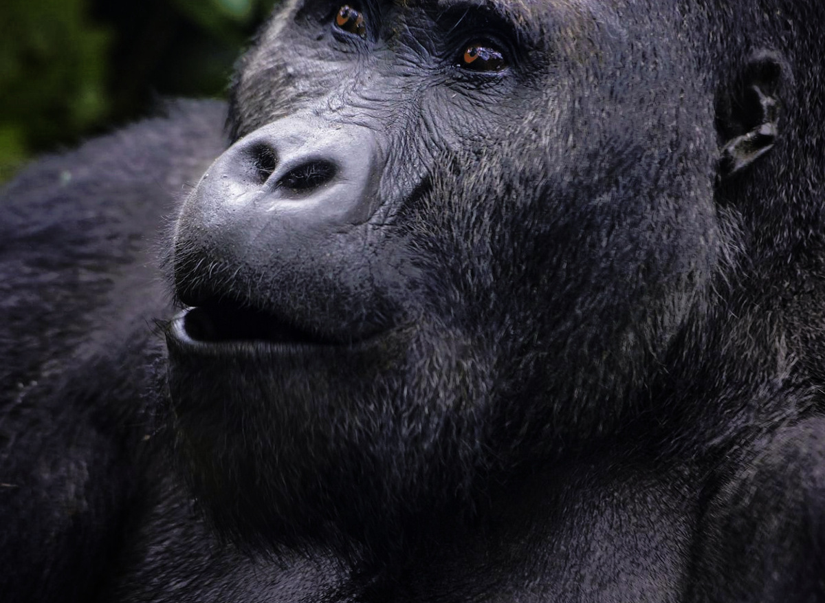 Mountain Gorilla Encounter – Bwindi Impenetrable Forest, Uganda