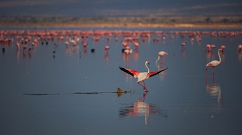 54EA-flamingo-landing.jpg