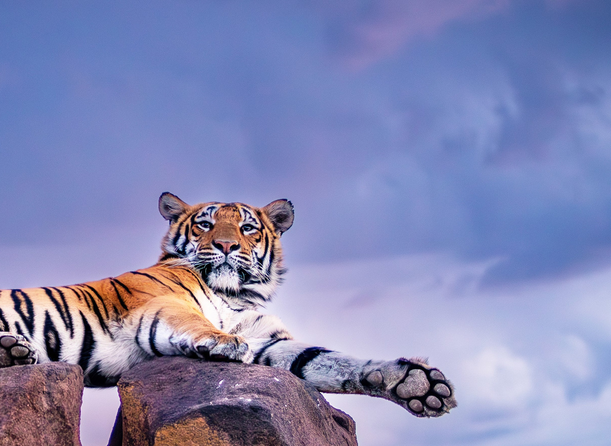 Wildlife- Tiger on Rocks