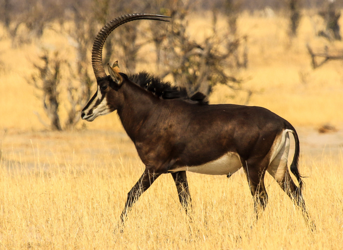 Sable Antelope at Nehimba Lodge