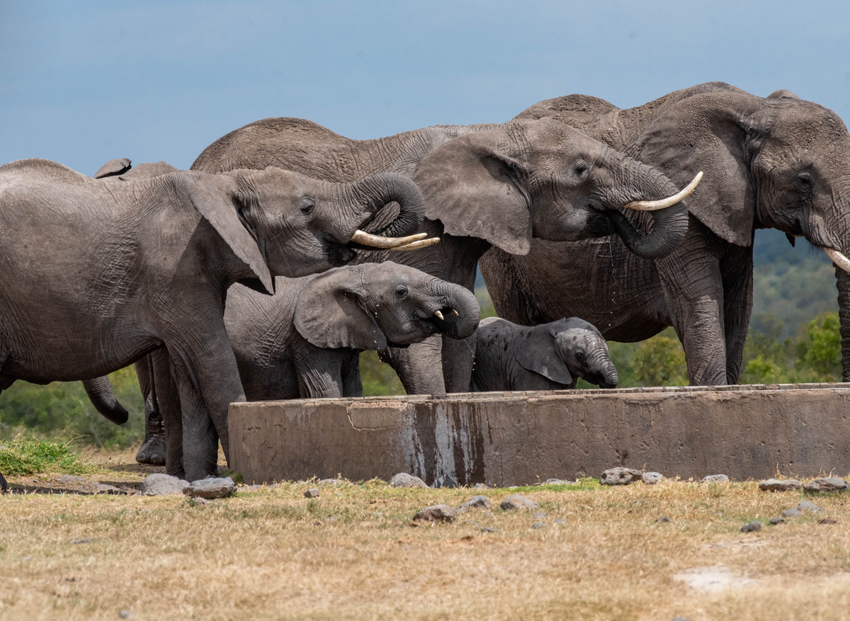 Elephant Herd-2.jpg