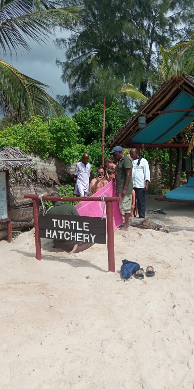8 Turtle Hatchery Season II.jpg