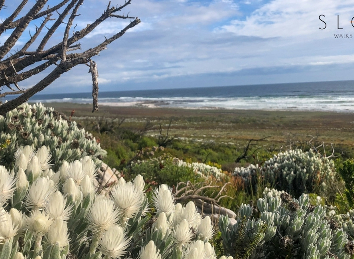 CAPE OF GREAT WALKS.jpg