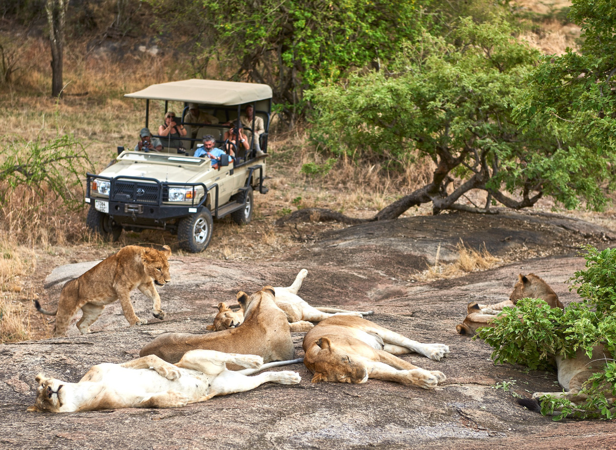 Mwiba Lodge - Game Drive with lions.jpg