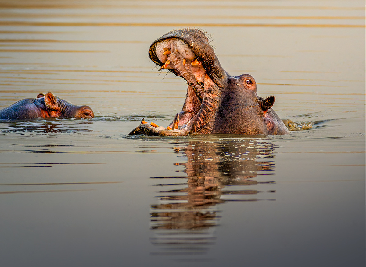 Hippo - Hwange, Zimbabwe
