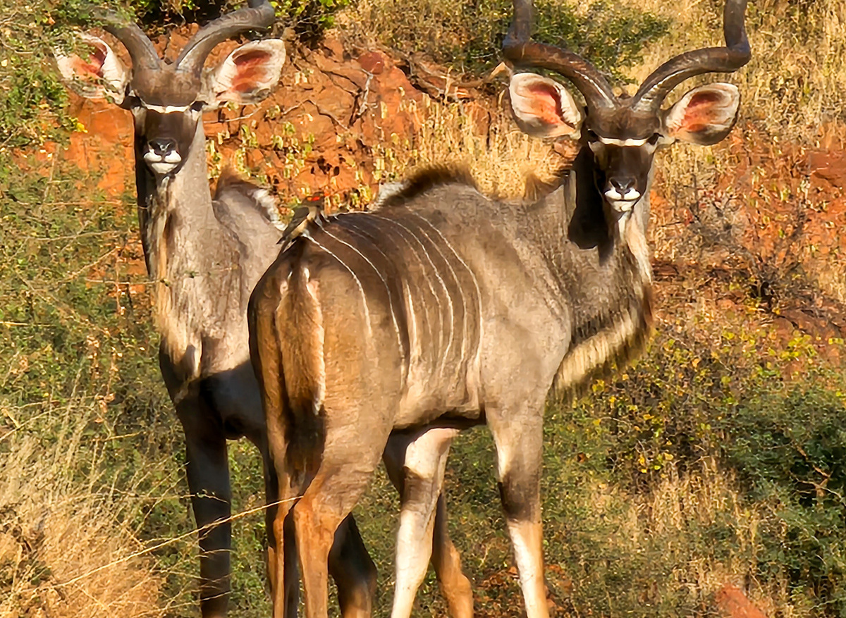 Kudu