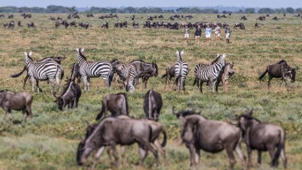 Mila Tented Camp - walking safari amongst the Migration.jpg