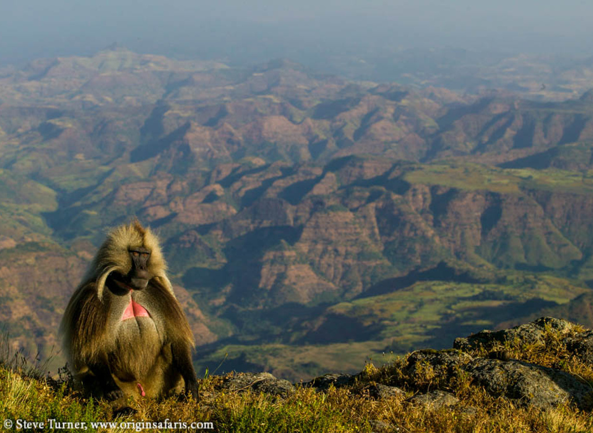 Gelada in the Simien Mountains 