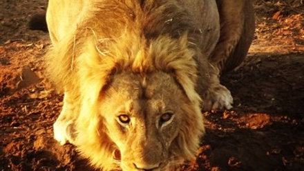 Crawford Lion.jpg