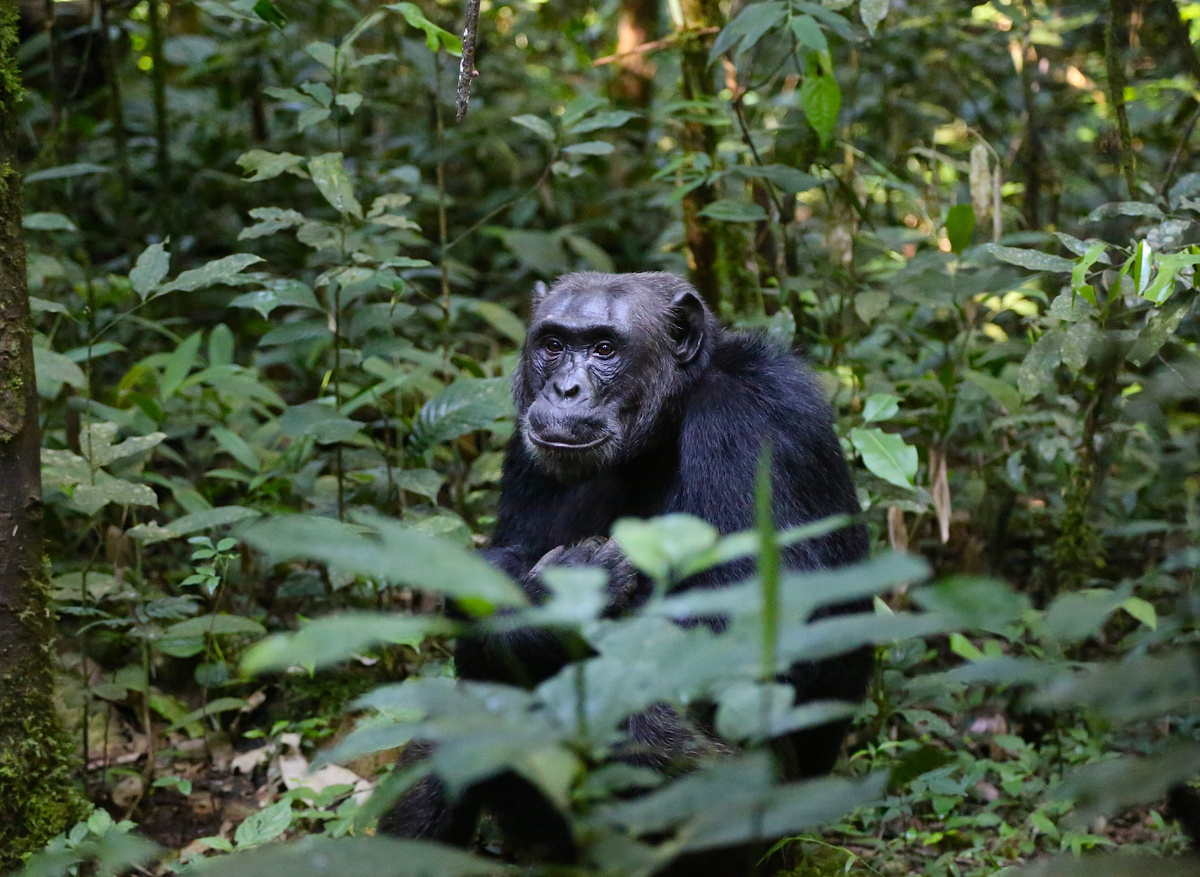 Kibale Forest chimp