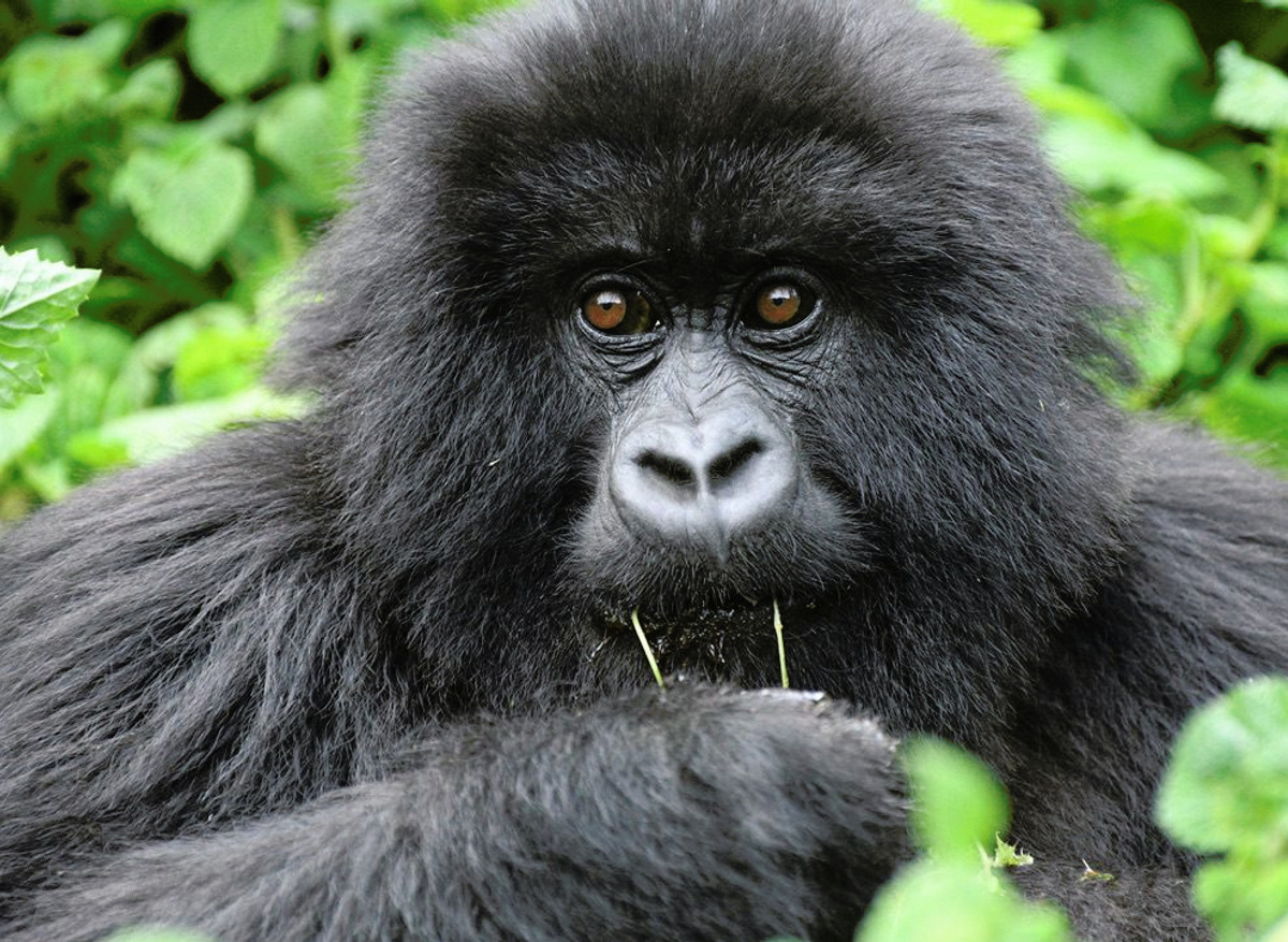 Mountain Gorilla Encounter, Volcanoes National Park