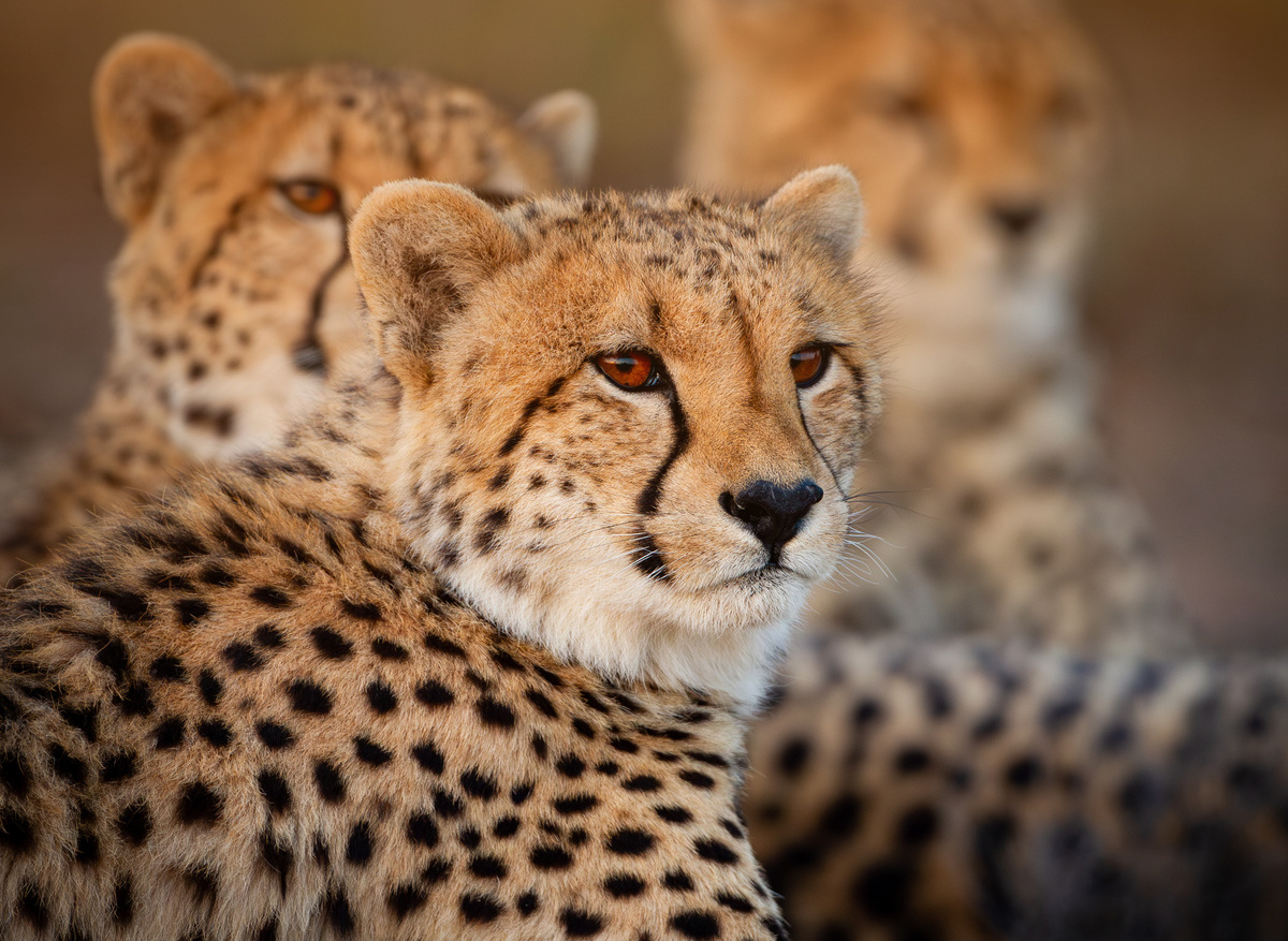 Wildlife- Cheetah 