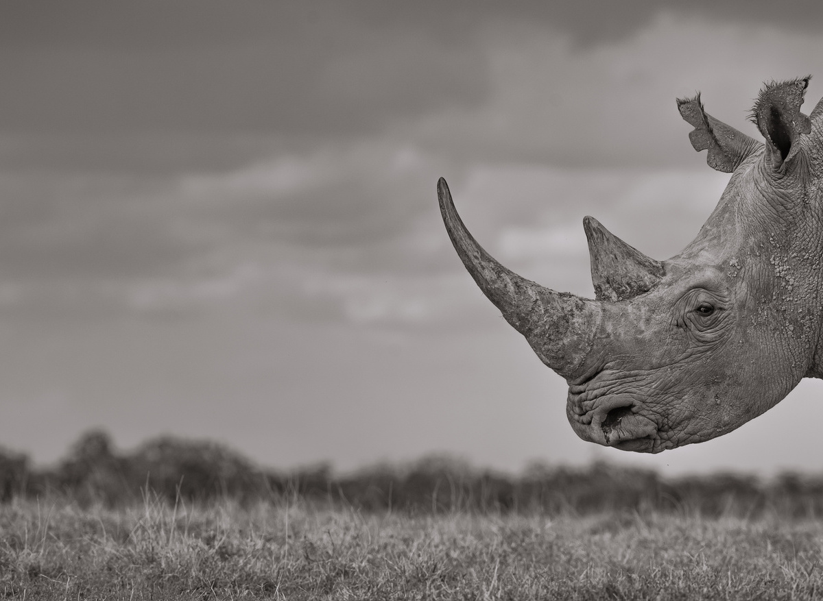 Male Southern White Rhino_ (1).JPG