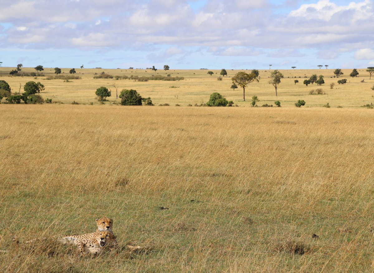 Cheetah 2 - Mara - JS Oct 19.JPG