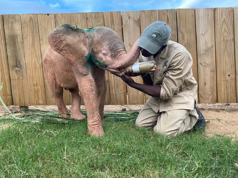 Emotion in Overdrive: Albino Elephant’s Heart-Wrenching Show of ...