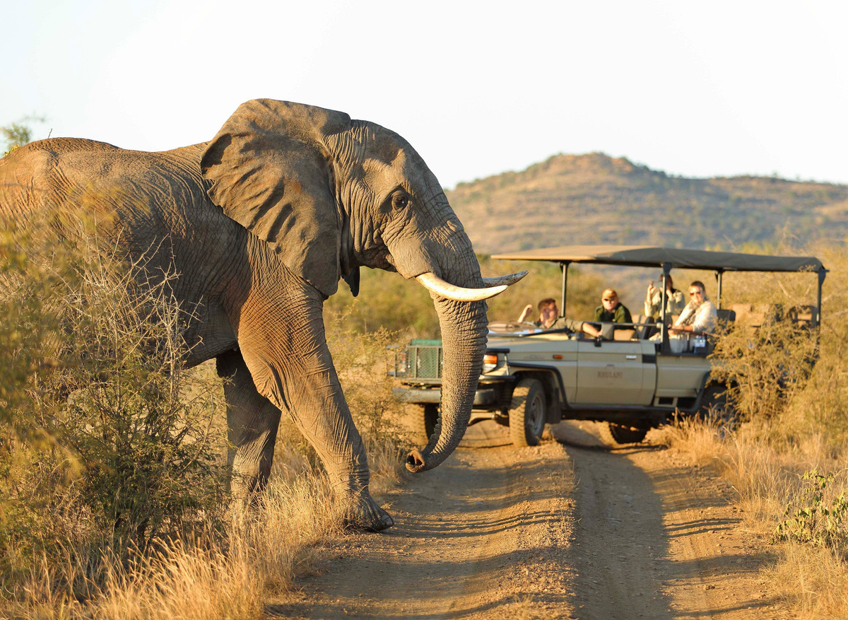 Game Drive1.jpg