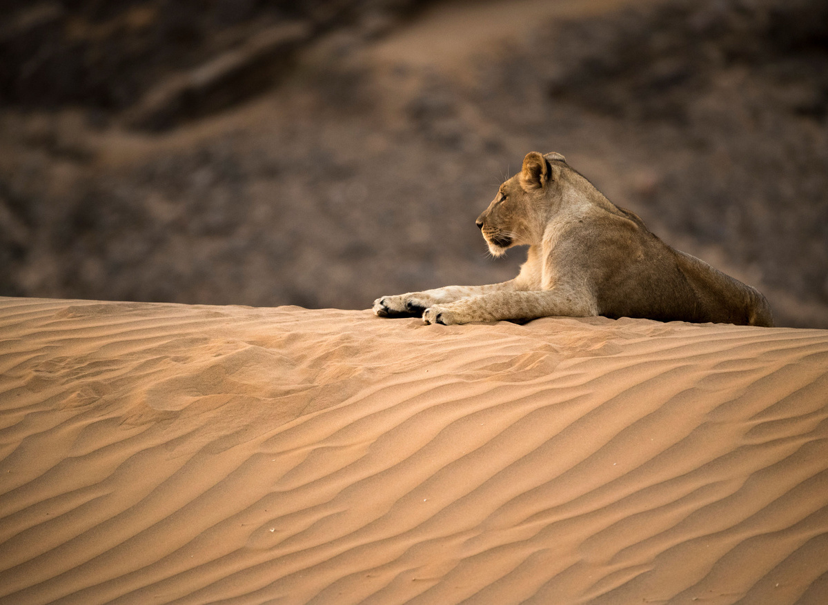 Desert Lions 