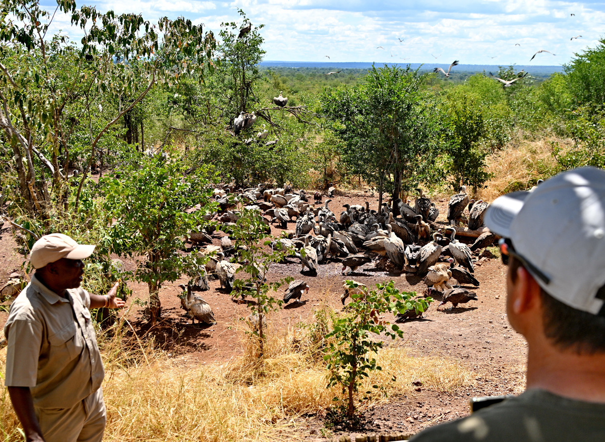 Wildlife guide explaining to guests the dangers faced by vultures.JPG