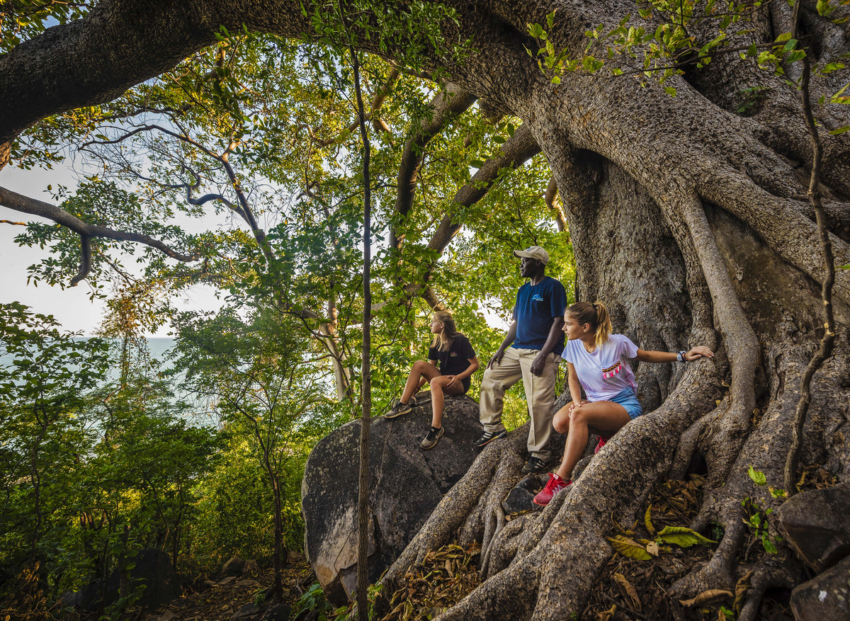Ancient Fig Tree by Jonathan Ramael 
