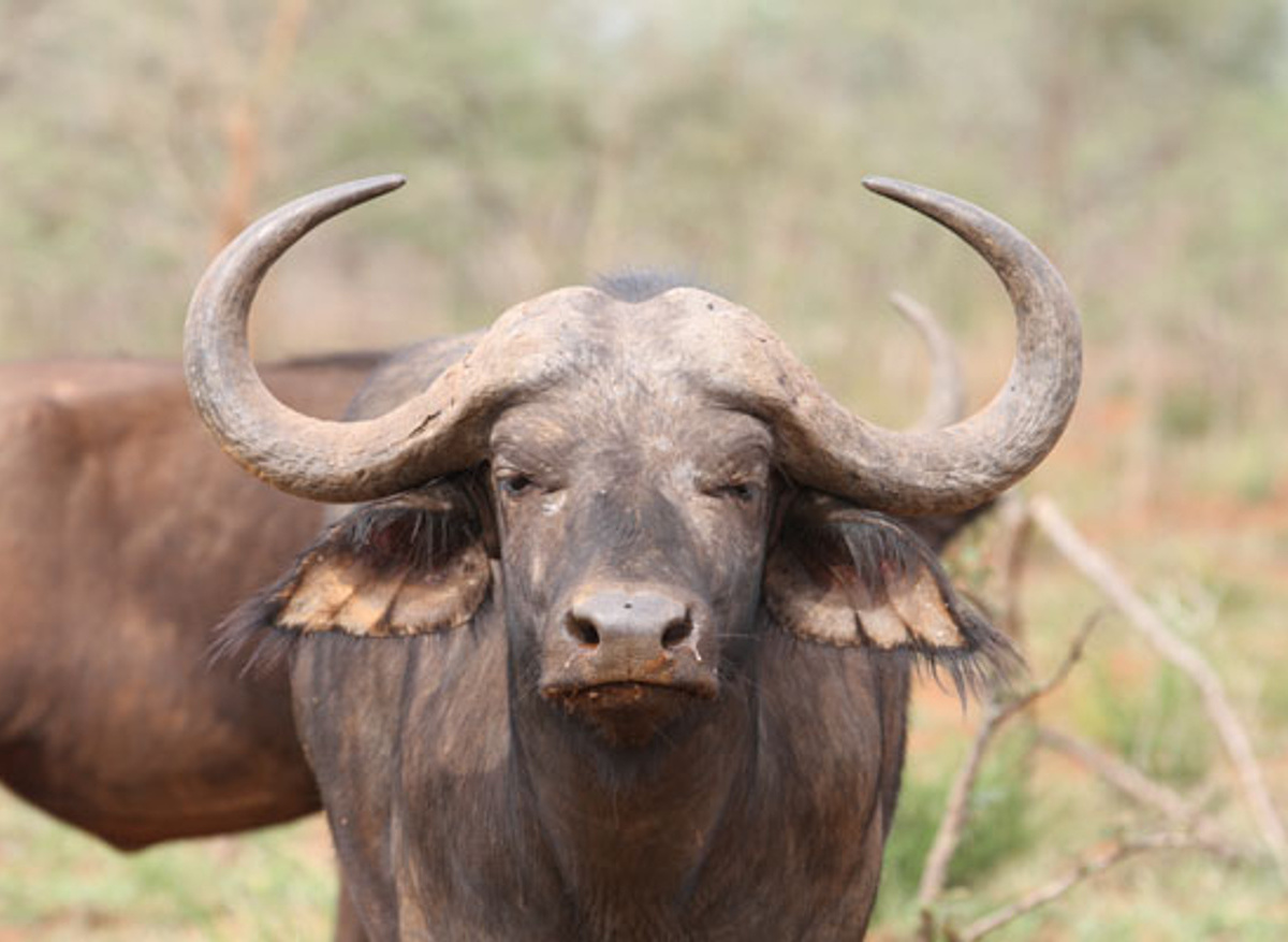 African Cape Buffalo in akagera.jpg
